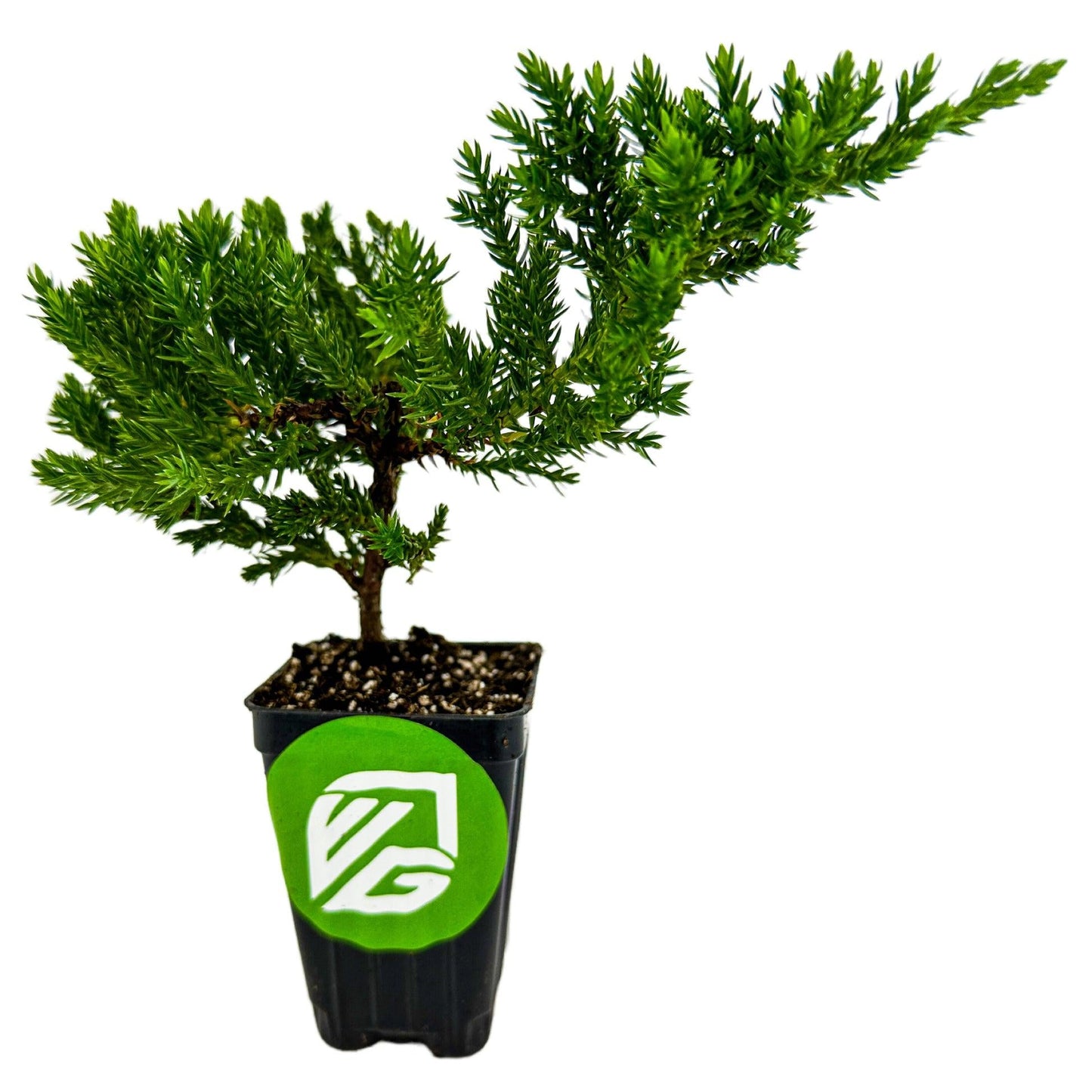 Juniperus Procumbens 'nana' Staked - View 15 from www redcrocus com