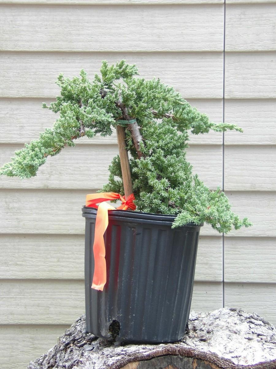 Juniperus Procumbens 'nana' Staked - View 16 from www redcrocus com