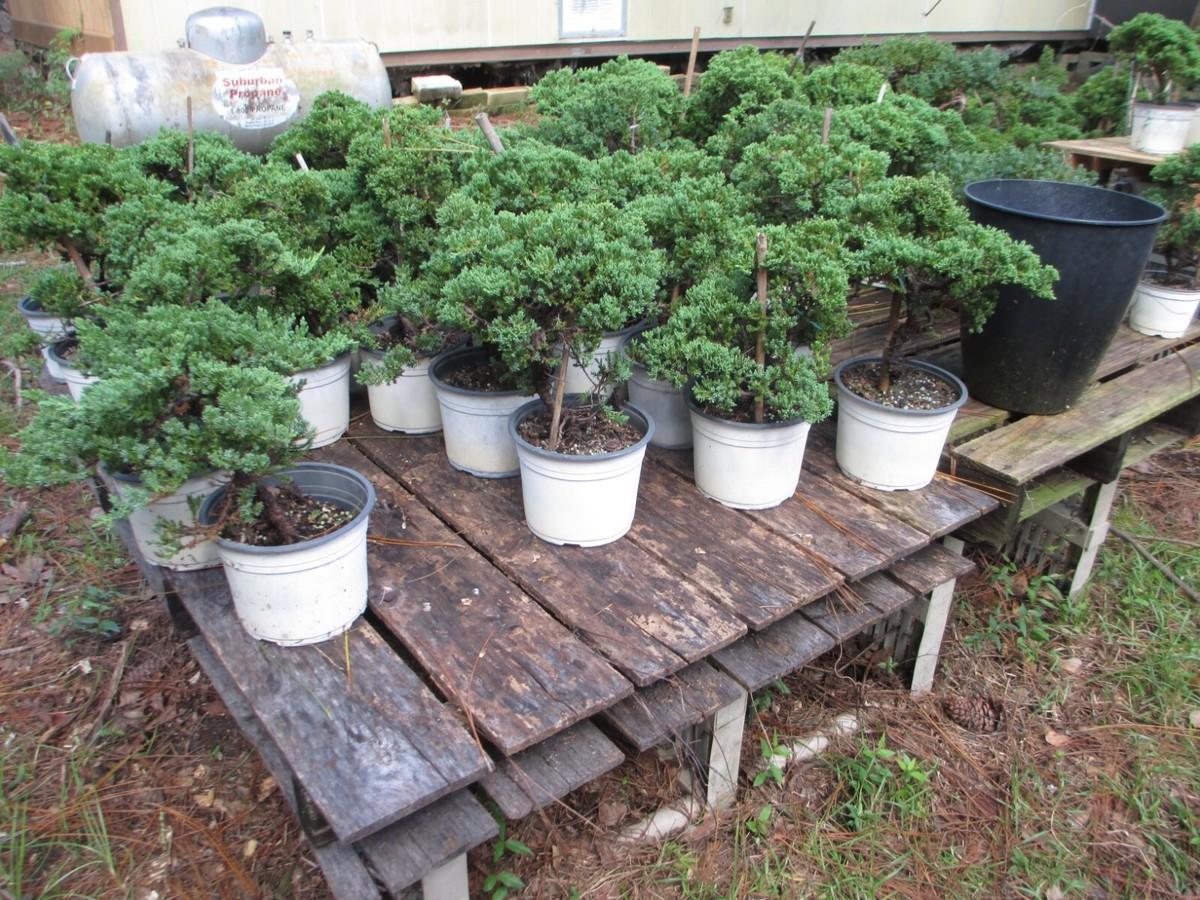 Juniperus Procumbens 'nana' Staked - View 17 from www redcrocus com
