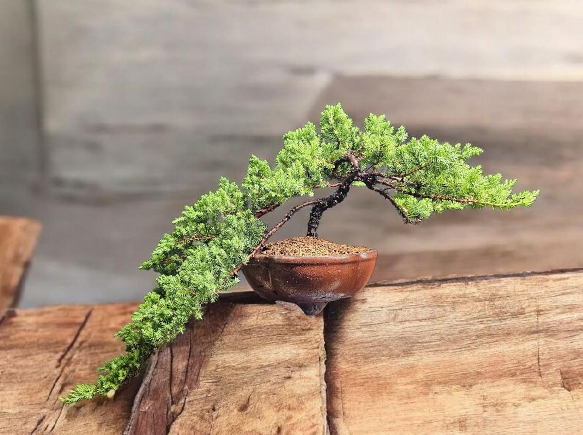 Juniperus Procumbens 'nana' Staked - View 18 from www redcrocus com