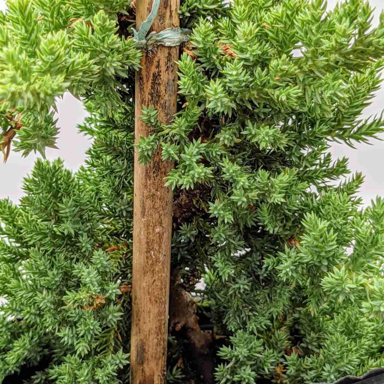 Juniperus Procumbens 'nana' Staked - View 20 from www redcrocus com