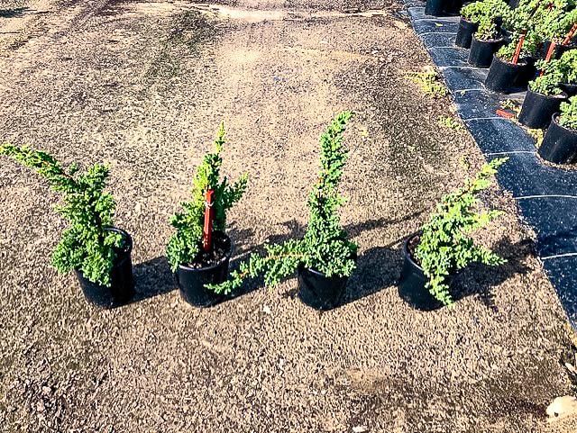 Juniperus Procumbens 'nana' Staked - View 21 from www redcrocus com