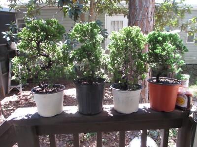 Juniperus Procumbens 'nana' Staked - View 22 from www redcrocus com