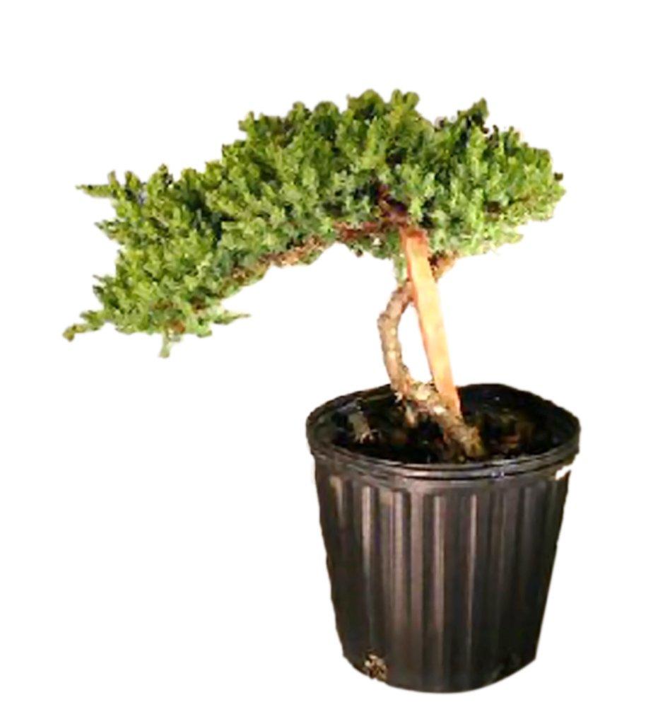 Juniperus Procumbens 'nana' Staked - View 23 from www redcrocus com