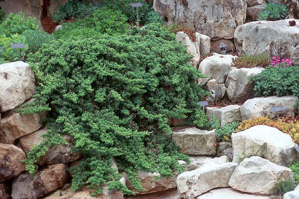 Juniperus Procumbens 'nana' Staked - View 24 from www redcrocus com
