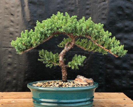 Juniperus Procumbens 'nana' Staked - View 25 from www redcrocus com