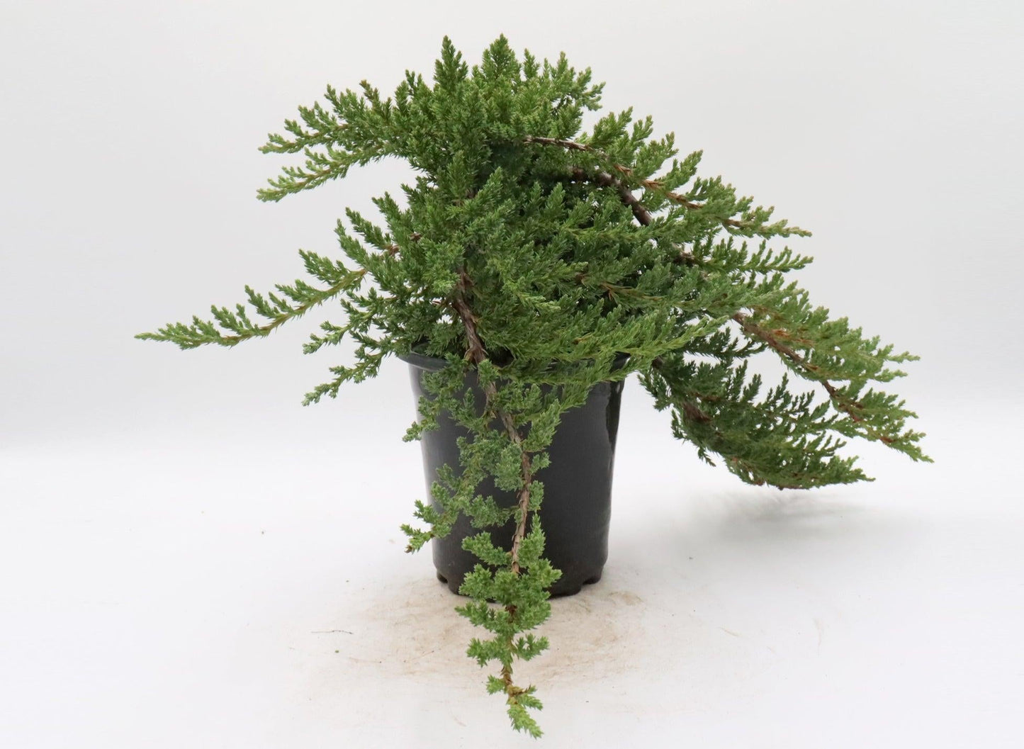 Juniperus Procumbens 'nana' Staked - View 4 from www redcrocus com