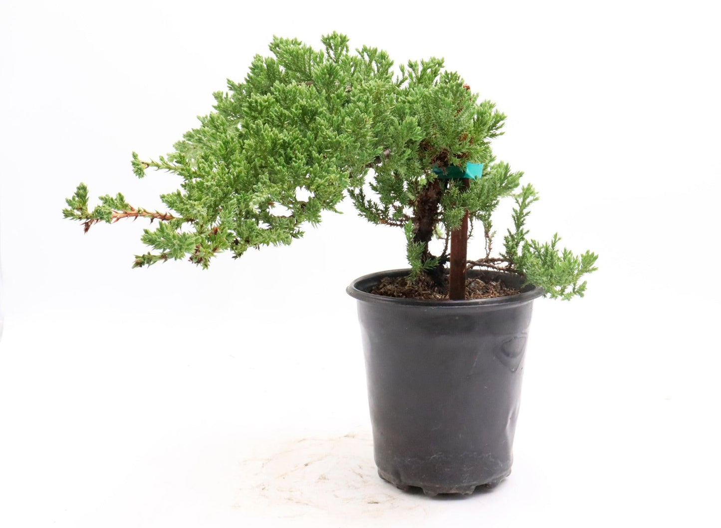 Juniperus Procumbens 'nana' Staked - View 5 from www redcrocus com