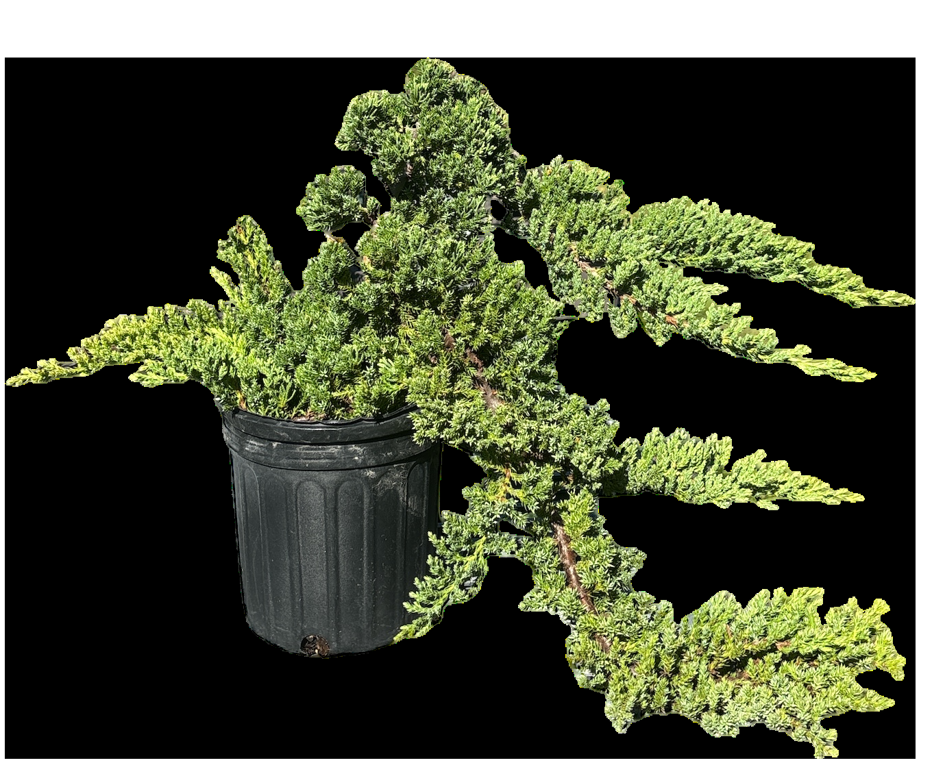 Juniperus Procumbens 'nana' Staked - View 6 from www redcrocus com