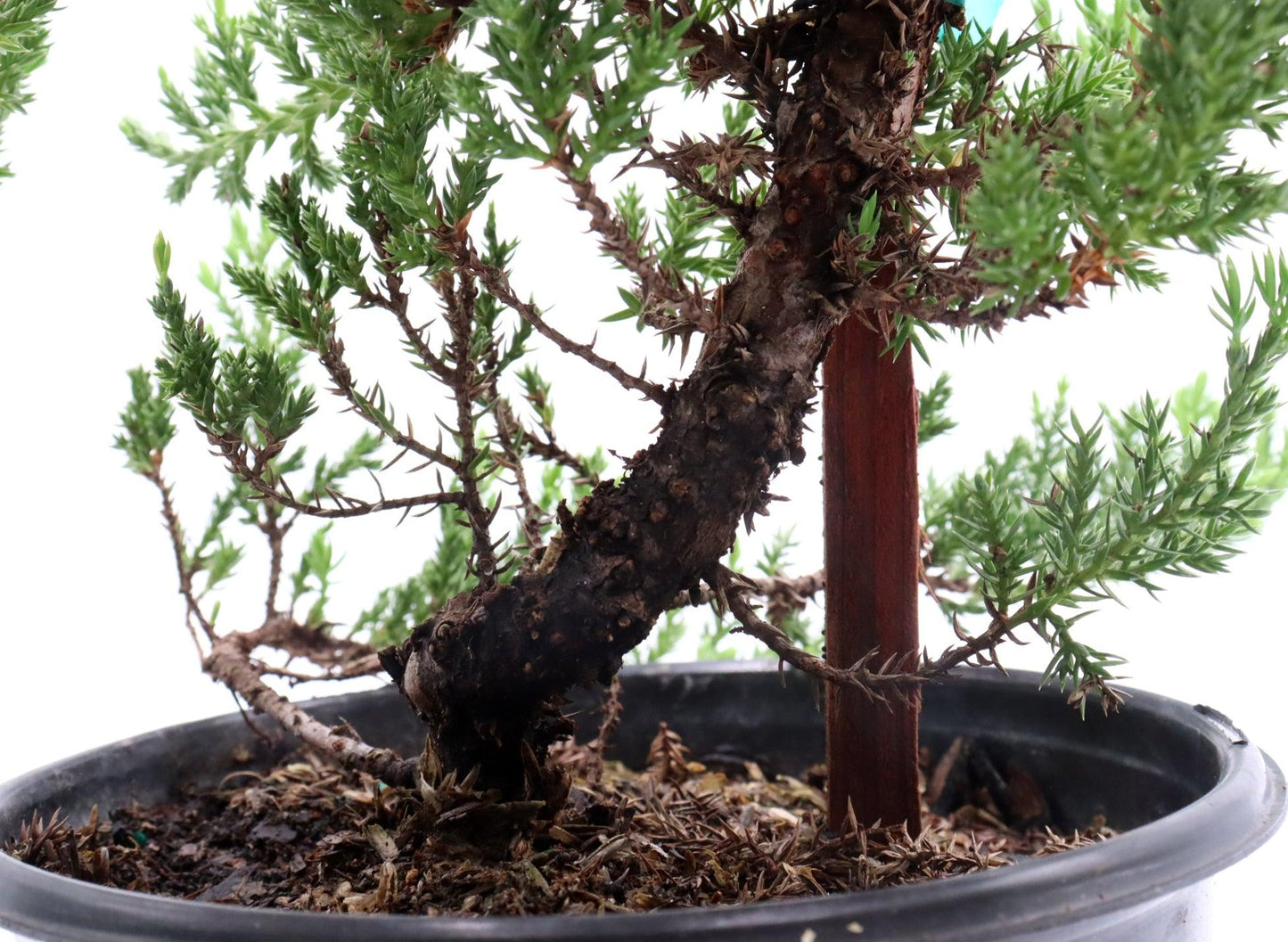 Juniperus Procumbens 'nana' Staked - View 8 from www redcrocus com