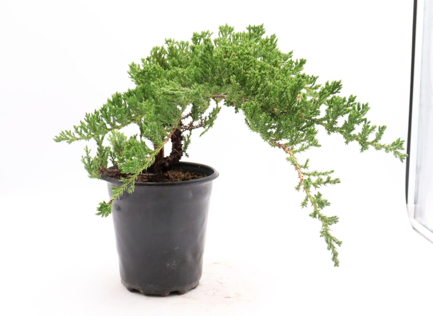 Juniperus Procumbens 'nana' Staked - View 9 from www redcrocus com