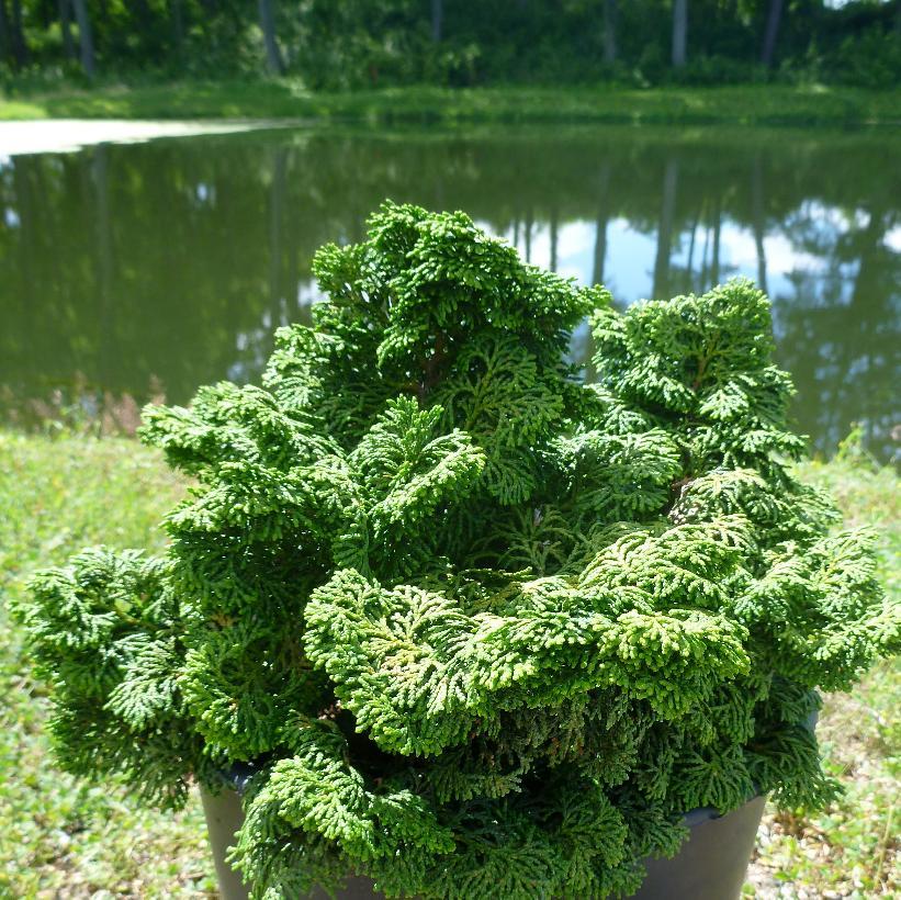 Chamaecyparis Obtusa Kosteri Fast Form - View 12 from www redcrocus com