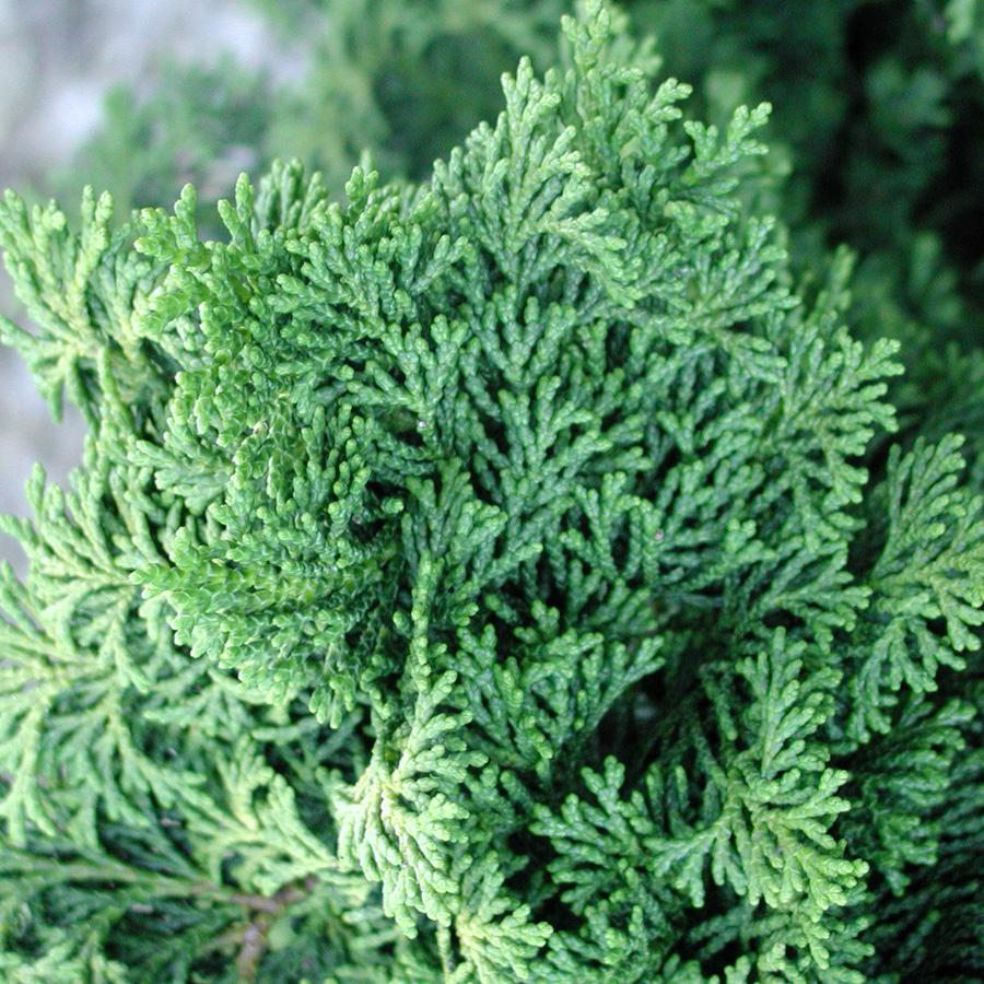 Chamaecyparis Obtusa Kosteri Fast Form - View 17 from www redcrocus com