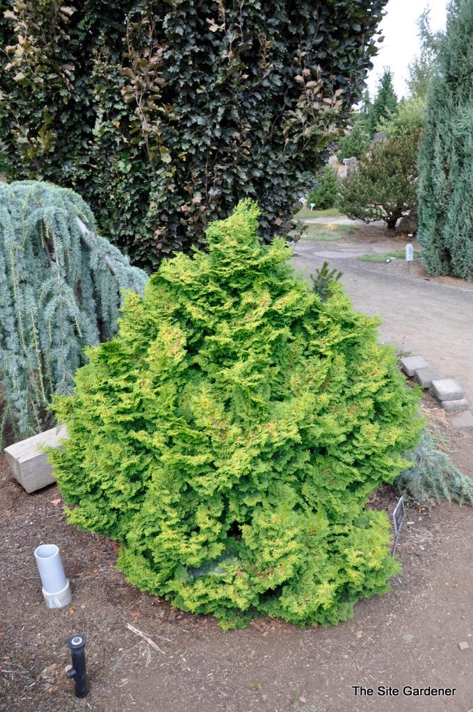 Chamaecyparis Obtusa Kosteri Fast Form - View 5 from www redcrocus com