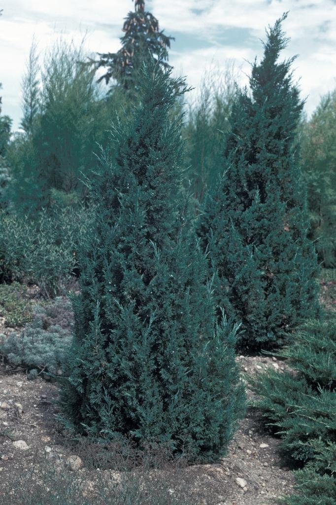 Juniperus Chinensis Rosefields Perfect - View 10 from www redcrocus com