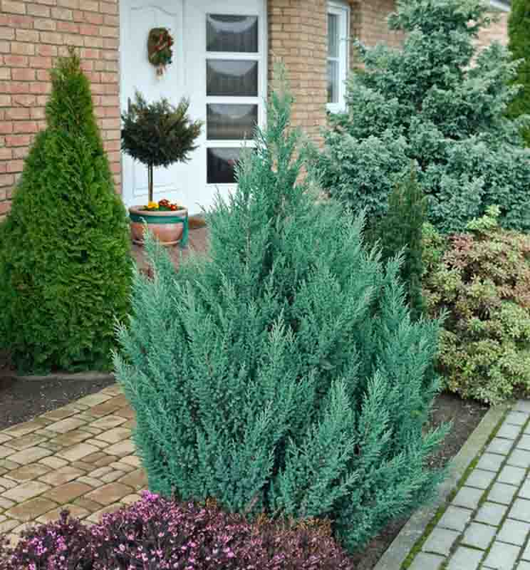 Juniperus Chinensis Rosefields Perfect - View 14 from www redcrocus com