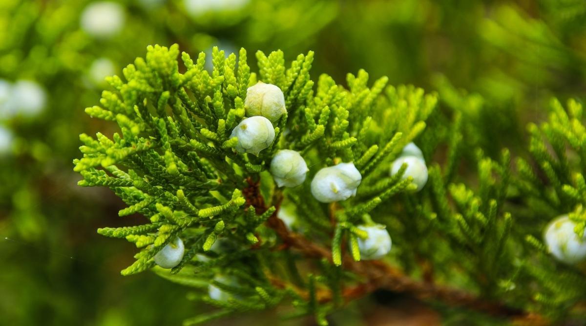 Juniperus Chinensis Rosefields Perfect - View 18 from www redcrocus com