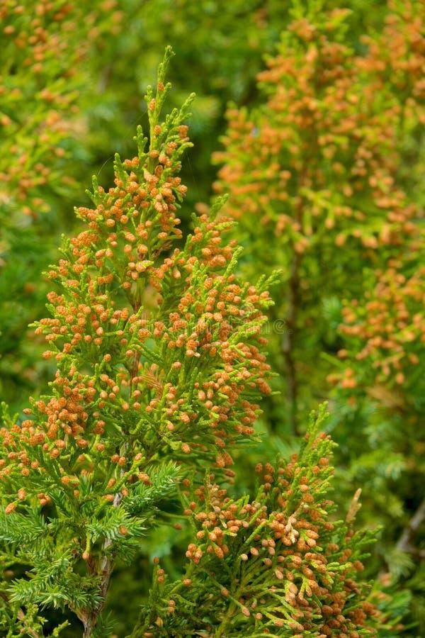 Juniperus Chinensis Rosefields Perfect - View 19 from www redcrocus com