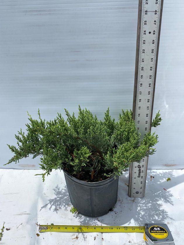 Juniperus Chinensis Rosefields Perfect - View 20 from www redcrocus com