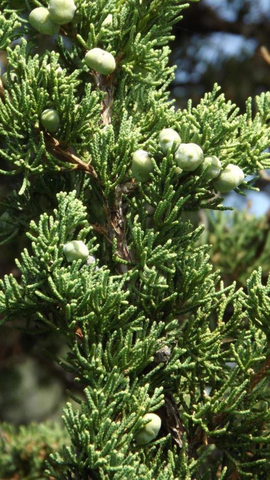 Juniperus Chinensis Rosefields Perfect - View 2 from www redcrocus com