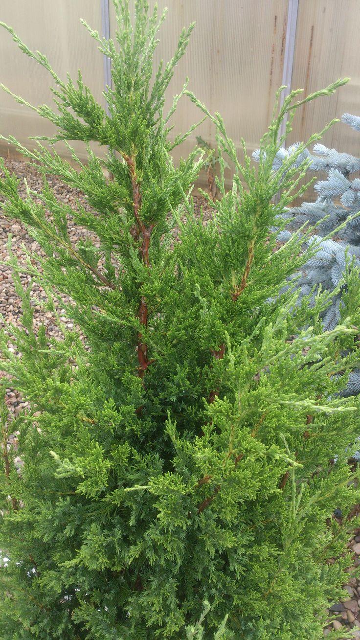 Juniperus Chinensis Rosefields Perfect - View 3 from www redcrocus com