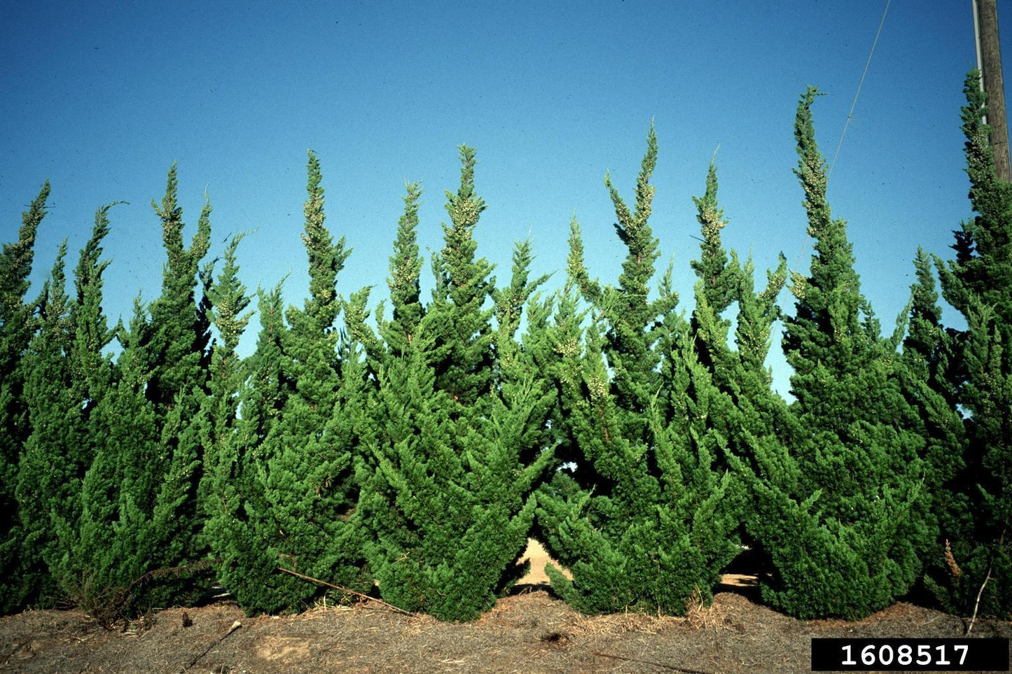 Juniperus Chinensis Rosefields Perfect - View 6 from www redcrocus com