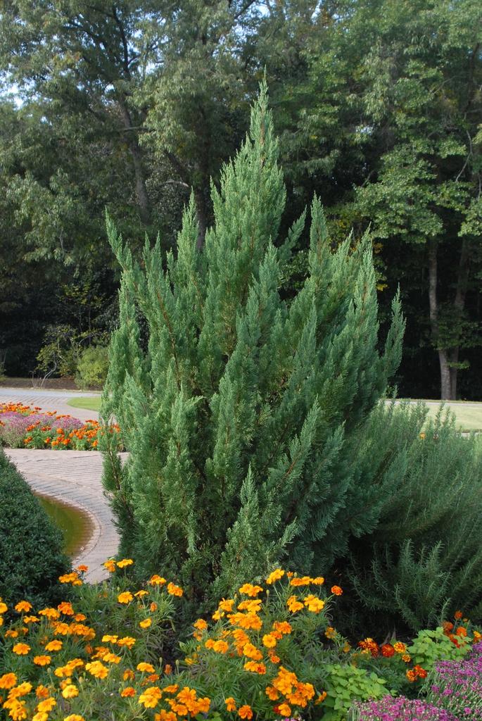 Juniperus Chinensis Rosefields Perfect - View 7 from www redcrocus com