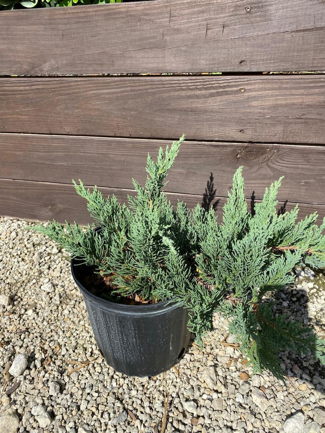 Juniperus Chinensis Rosefields Perfect - View 8 from www redcrocus com