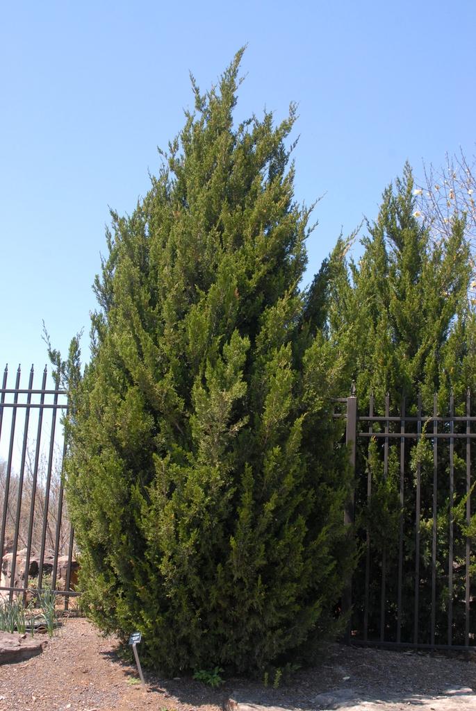 Juniperus Chinensis Rosefields Perfect - View 9 from www redcrocus com