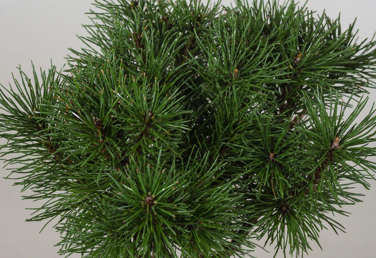 Pinus Mugo Gnom - View 10 from www redcrocus com