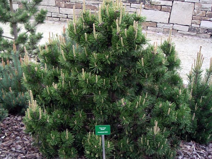 Pinus Mugo Gnom - View 11 from www redcrocus com