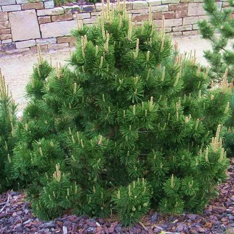 Pinus Mugo Gnom - View 14 from www redcrocus com