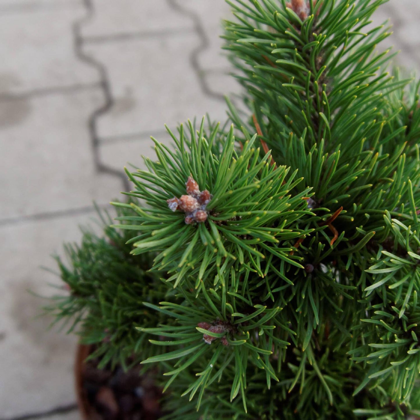 Pinus Mugo Gnom - View 15 from www redcrocus com