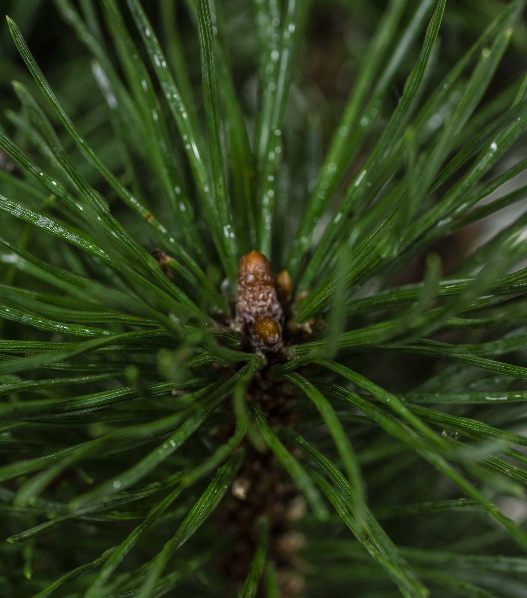 Pinus Mugo Gnom - View 17 from www redcrocus com