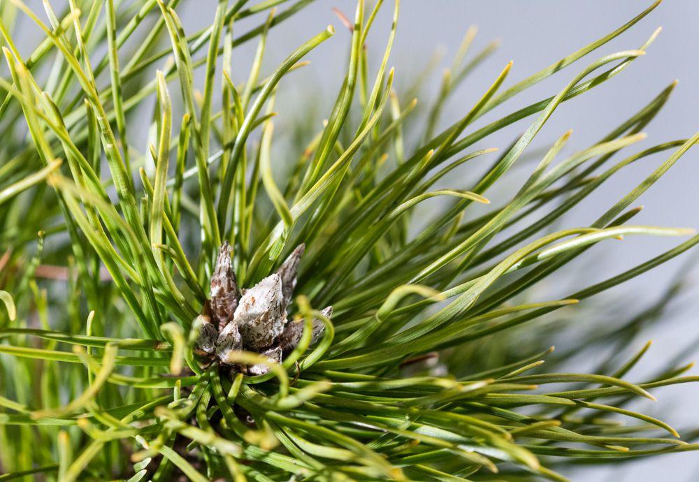 Pinus Mugo Gnom - View 18 from www redcrocus com