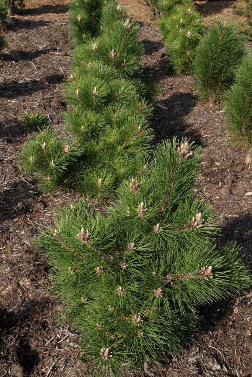 Pinus Mugo Gnom - View 19 from www redcrocus com