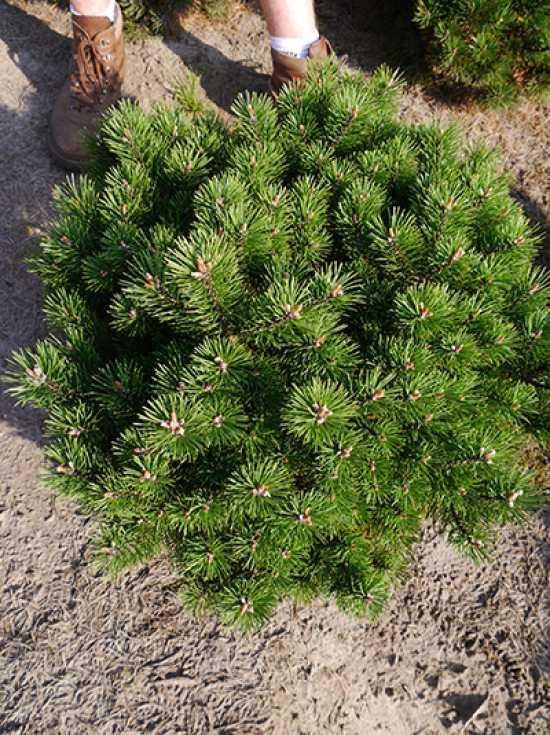 Pinus Mugo Gnom - View 1 from www redcrocus com