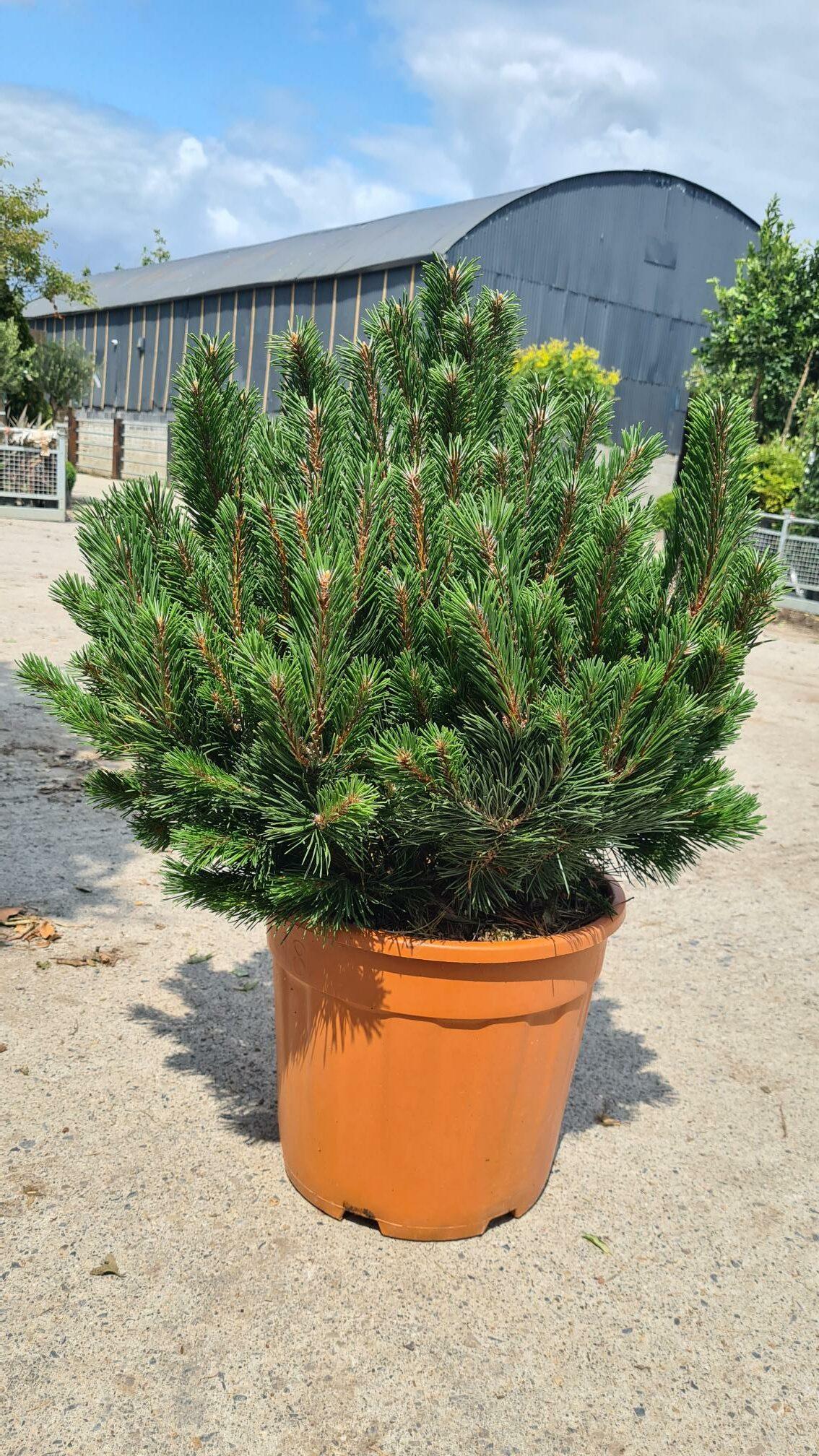 Pinus Mugo Gnom - View 2 from www redcrocus com