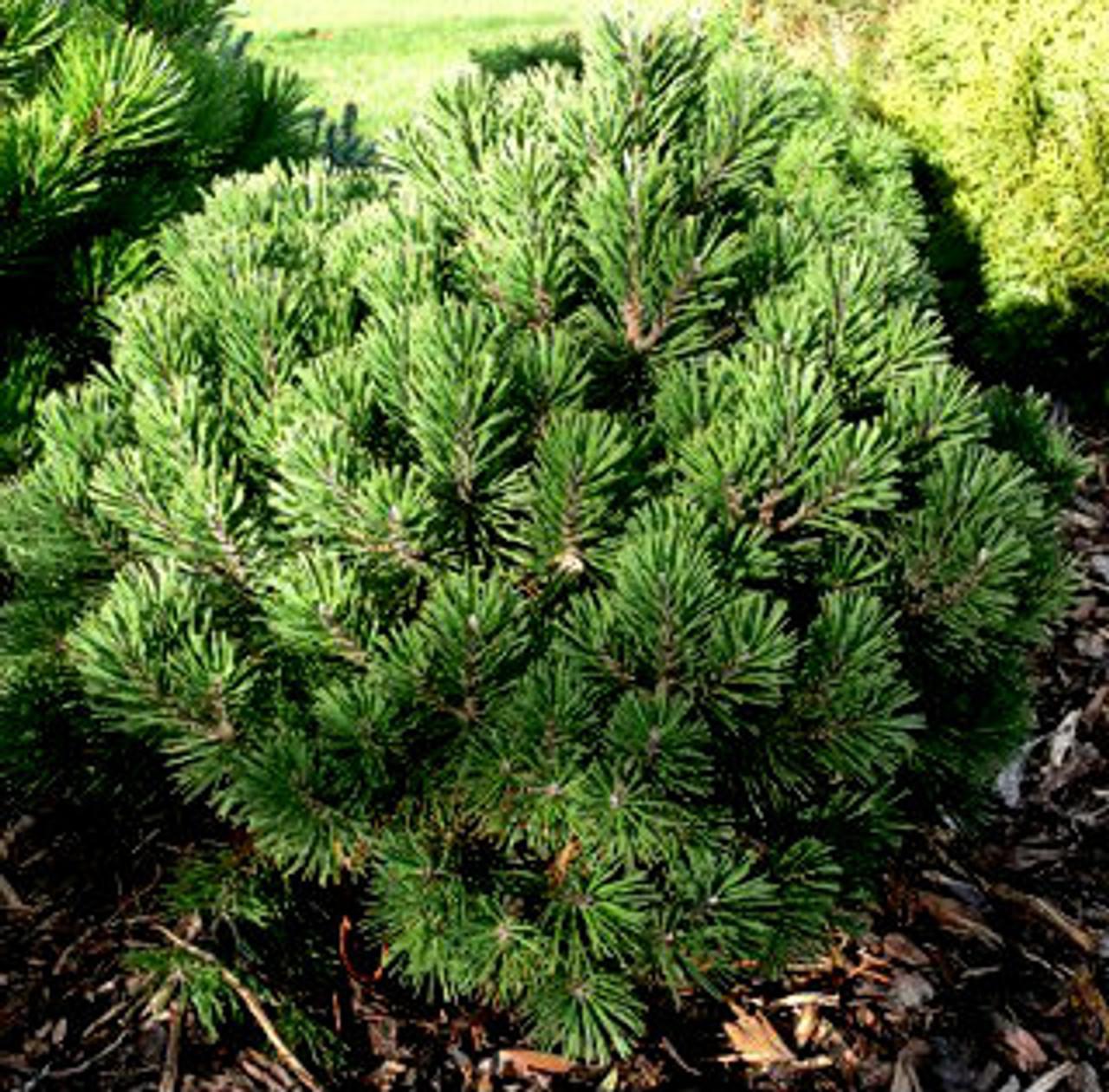 Pinus Mugo Gnom - View 3 from www redcrocus com