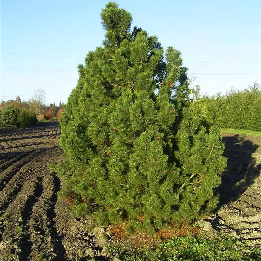 Pinus Mugo Gnom - View 3 from www redcrocus com