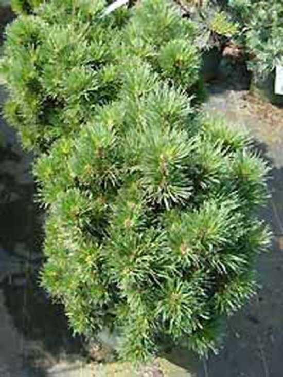 Pinus Mugo Gnom - View 4 from www redcrocus com
