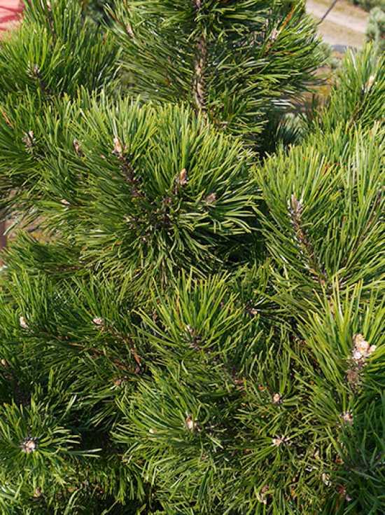 Pinus Mugo Gnom - View 6 from www redcrocus com