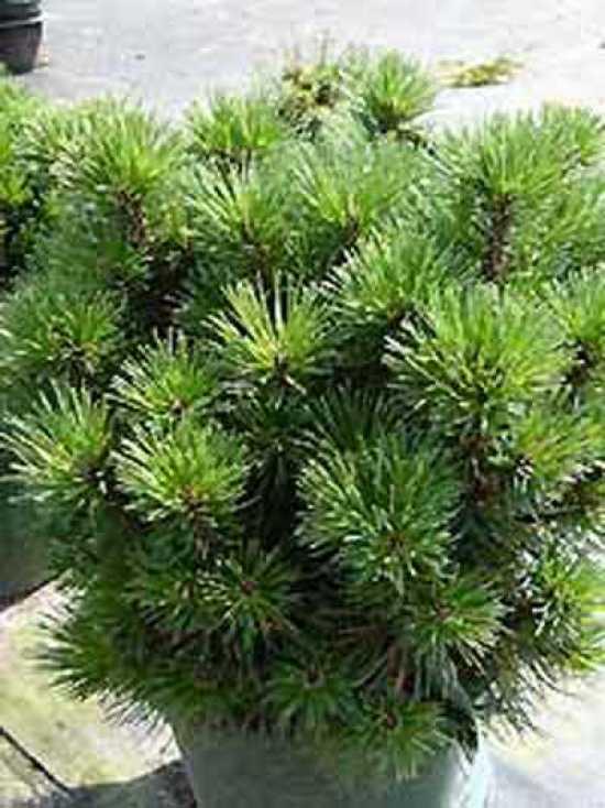 Pinus Mugo Gnom - View 8 from www redcrocus com