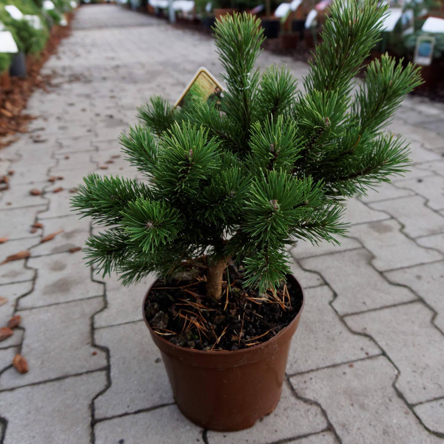 Pinus Mugo Gnom - View 9 from www redcrocus com