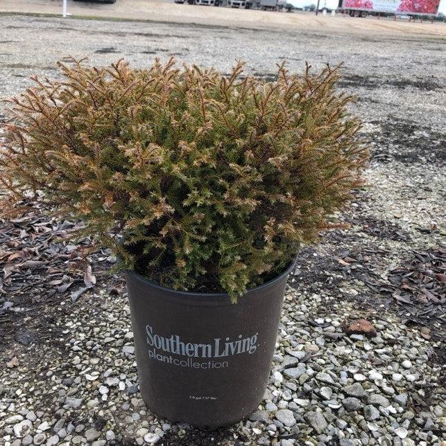 Thuja Occidentalis Pancake - View 15 from www redcrocus com