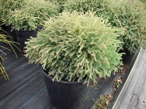 Thuja Occidentalis Pancake - View 16 from www redcrocus com