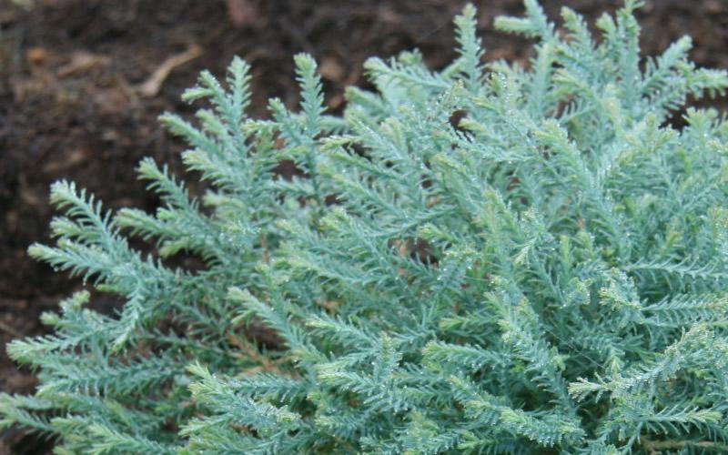 Thuja Occidentalis Pancake - View 2 from www redcrocus com