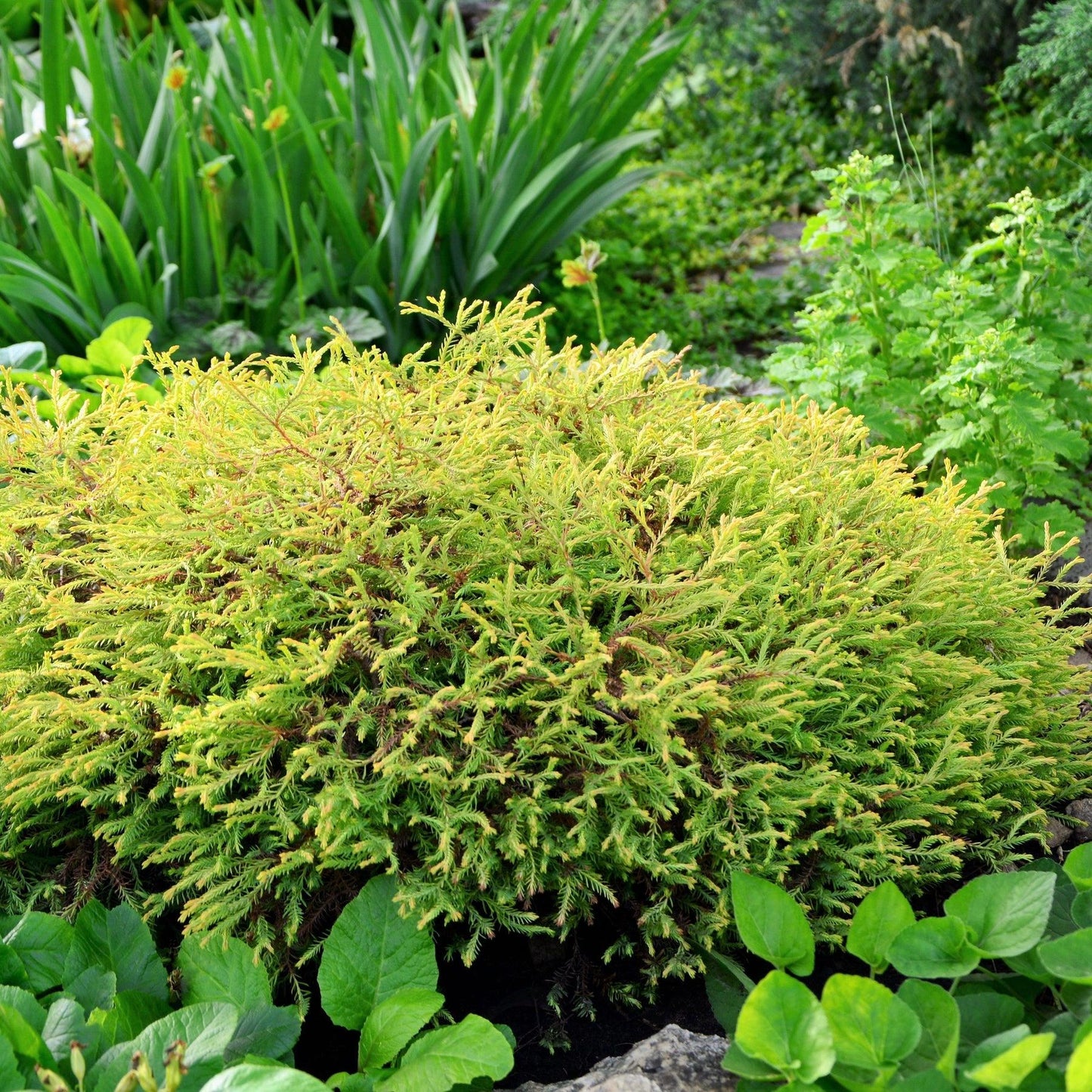 Thuja Occidentalis Pancake - View 4 from www redcrocus com