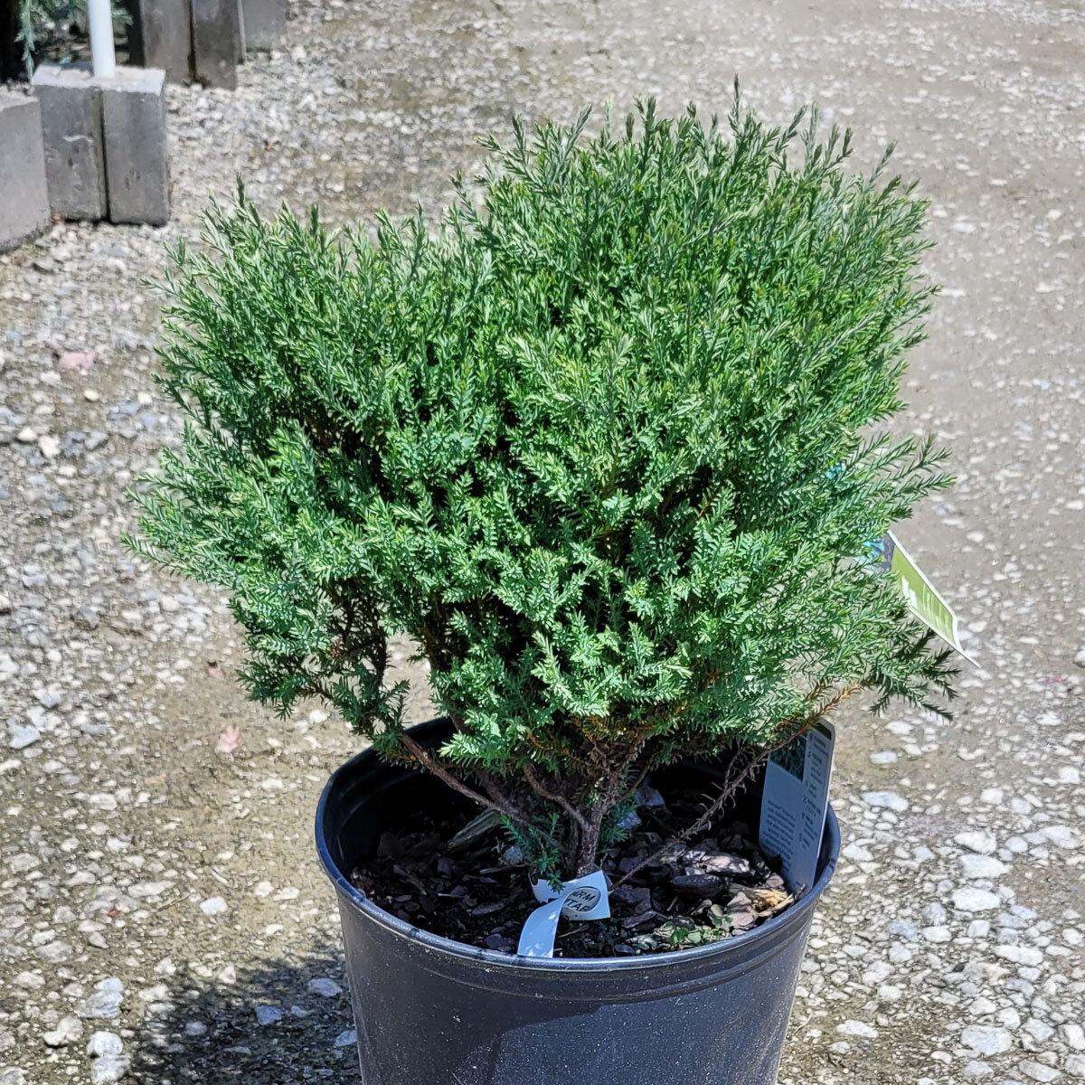Thuja Occidentalis Pancake - View 6 from www redcrocus com