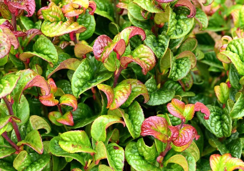 Leucothoe Axillaris 'curly Red' - View 9 from www redcrocus com